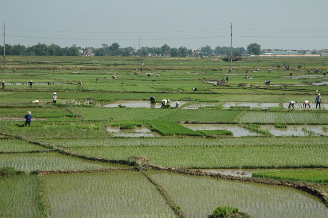rizières au Nord d'Hanoi