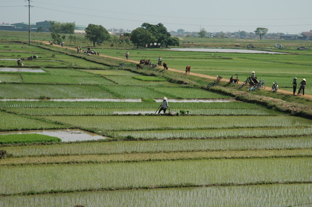 rizières au Nord d'Hanoi