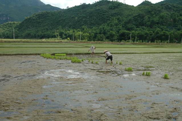 Rizières de Mai Chau