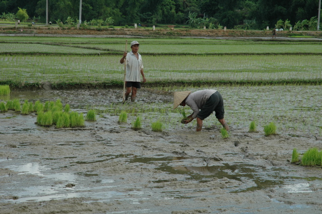 Rizières de Mai Chau