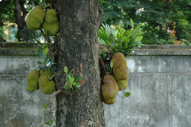 Fruit du jacquier